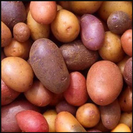 Сорт картофеля Салин