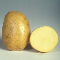 Сорт картофеля Джелли