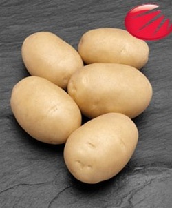 Сорт картофеля Сагита
