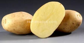 Сорт картофеля Сантана